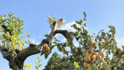 【寺院法務】墓地内の倒木で墓石が破損！寺院の損害賠償責任と保険の活用