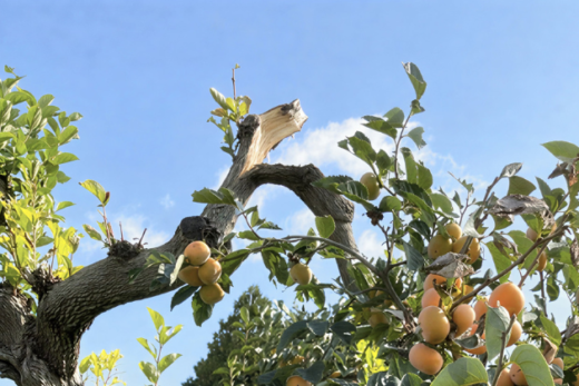 【寺院法務】墓地内の倒木で墓石が破損！寺院の損害賠償責任と保険の活用