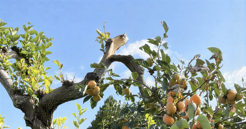 【寺院法務】墓地内の倒木で墓石が破損！寺院の損害賠償責任と保険の活用